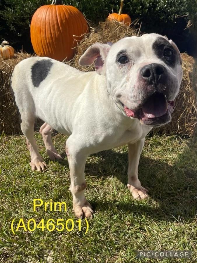 Prim A046501, a Adoptable mixed breed in Sharpsburg, GA image 3/6