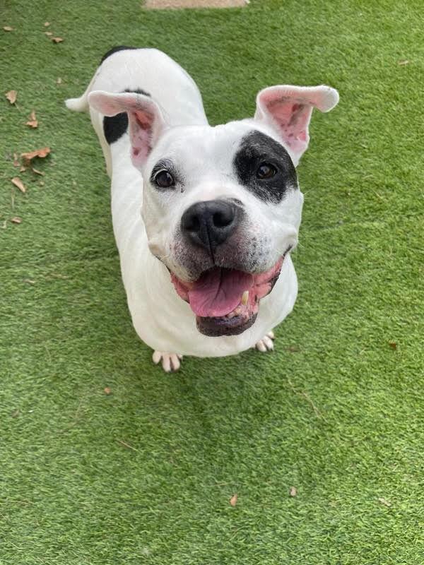 Enlarge Prim  A046501, a Adoptable mixed breed in Sharpsburg, GA image 3/6