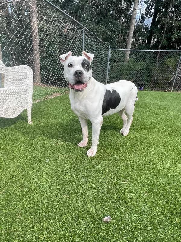 Enlarge Prim  A046501, a Adoptable mixed breed in Sharpsburg, GA image 4/6