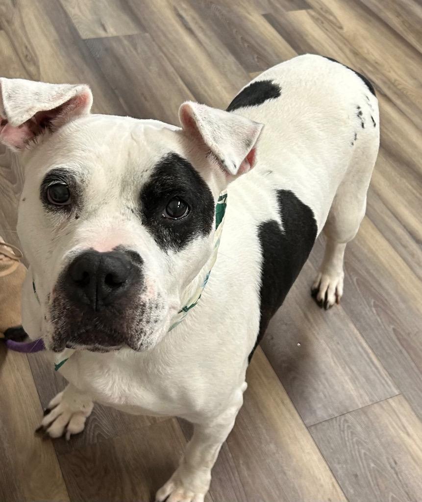 Enlarge Prim  A046501, a Adoptable mixed breed in Sharpsburg, GA image 5/6