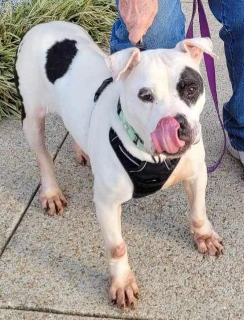 Enlarge Prim  A046501, a Adoptable mixed breed in Sharpsburg, GA image 6/6