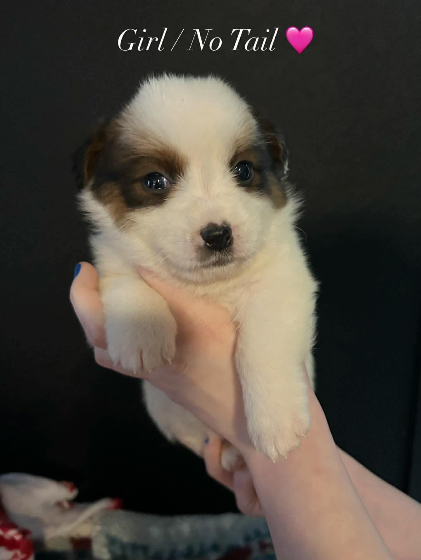 Enlarge Heeler/Aussie mix girl, an adopted mixed breed in Agua Dulce, CA image 1/1
