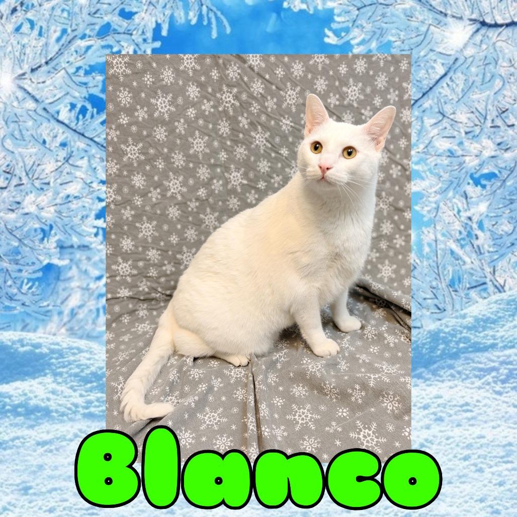 Blanco, Adoptable, Adult Male Domestic Short Hair & Domestic Short Hair.