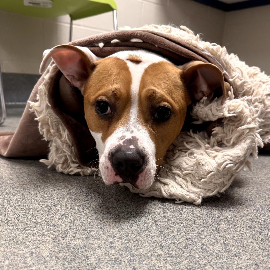 Strudel, Adoptable, Adult Female Pit Bull Terrier & Mixed Breed.