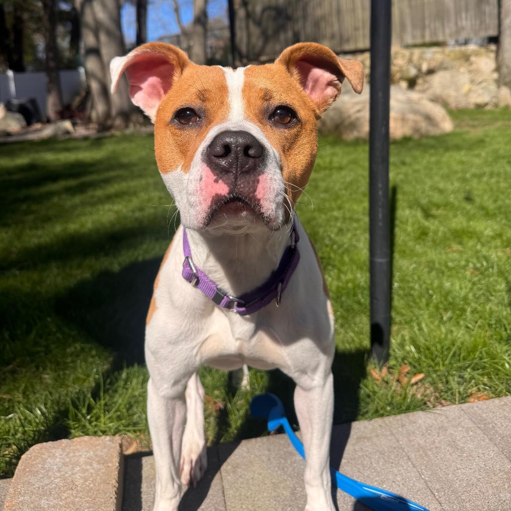 Enlarge Strudel, a Adoptable mixed breed in Brockton, MA image 3/3
