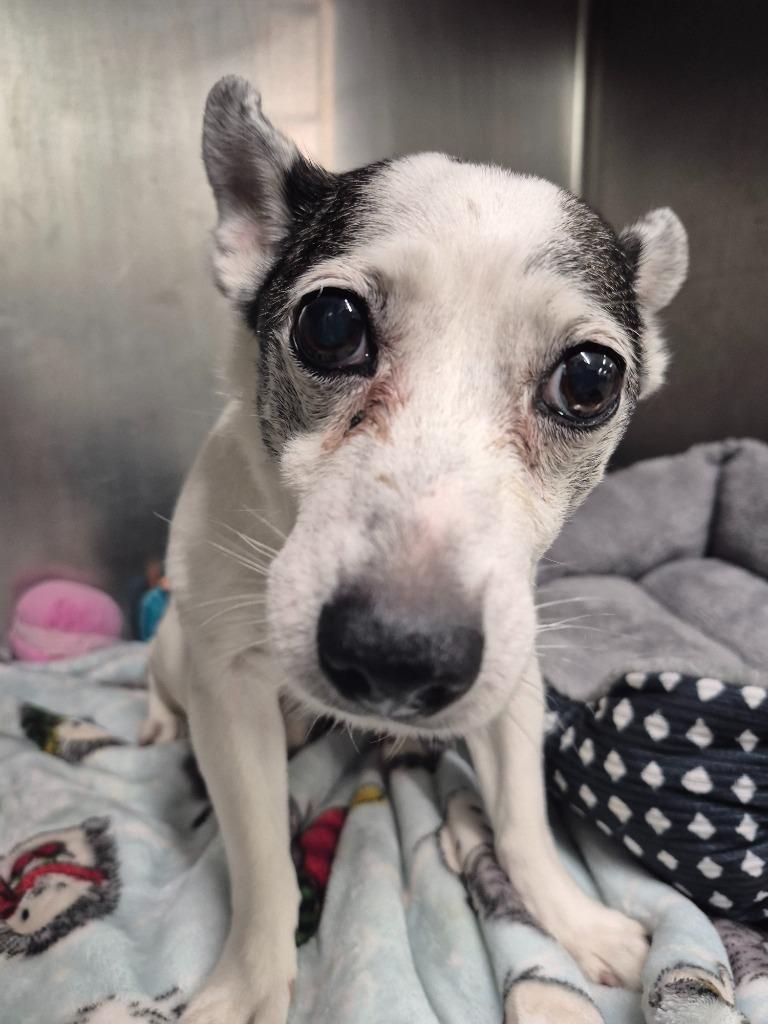 Daxter, Adoptable, Senior Male Jack Russell Terrier & Hound.