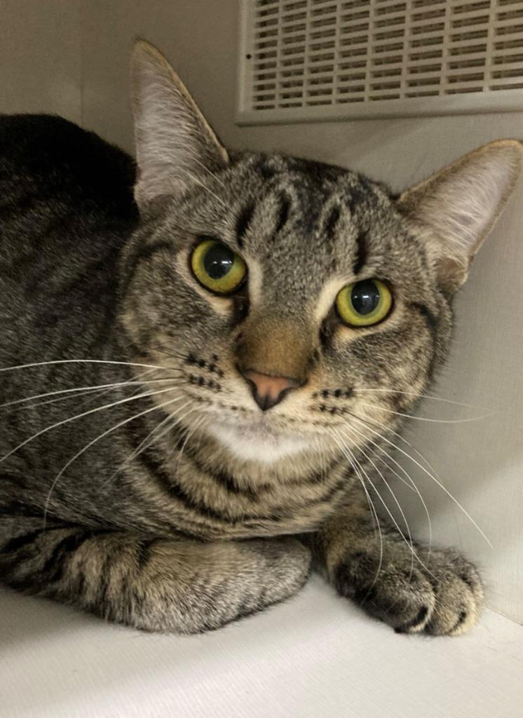 Enlarge Rio, a Adoptable Domestic Short Hair in Genoa, IL image 1/1