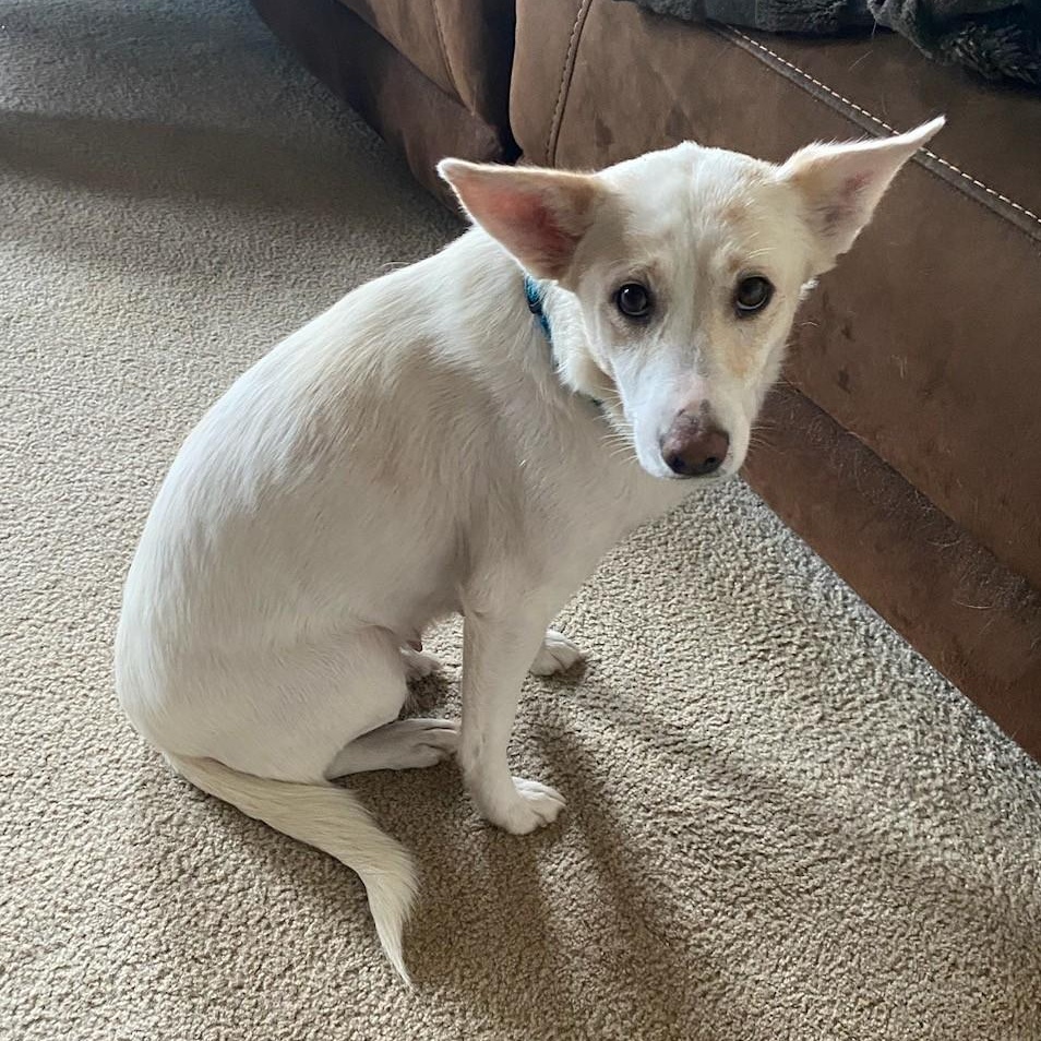 Enlarge Daisy, a Adopted mixed breed in Royersford, PA image 3/6