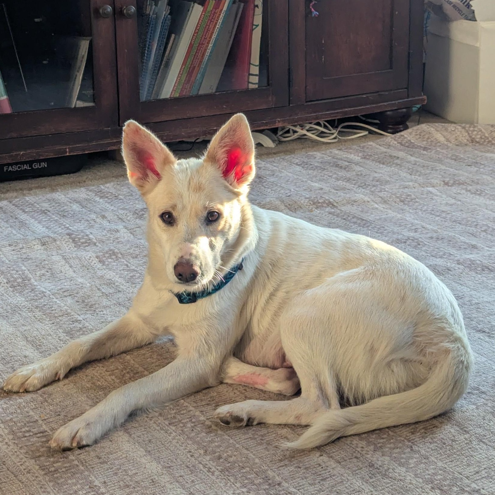 Enlarge Daisy, a Adopted mixed breed in Royersford, PA image 2/6