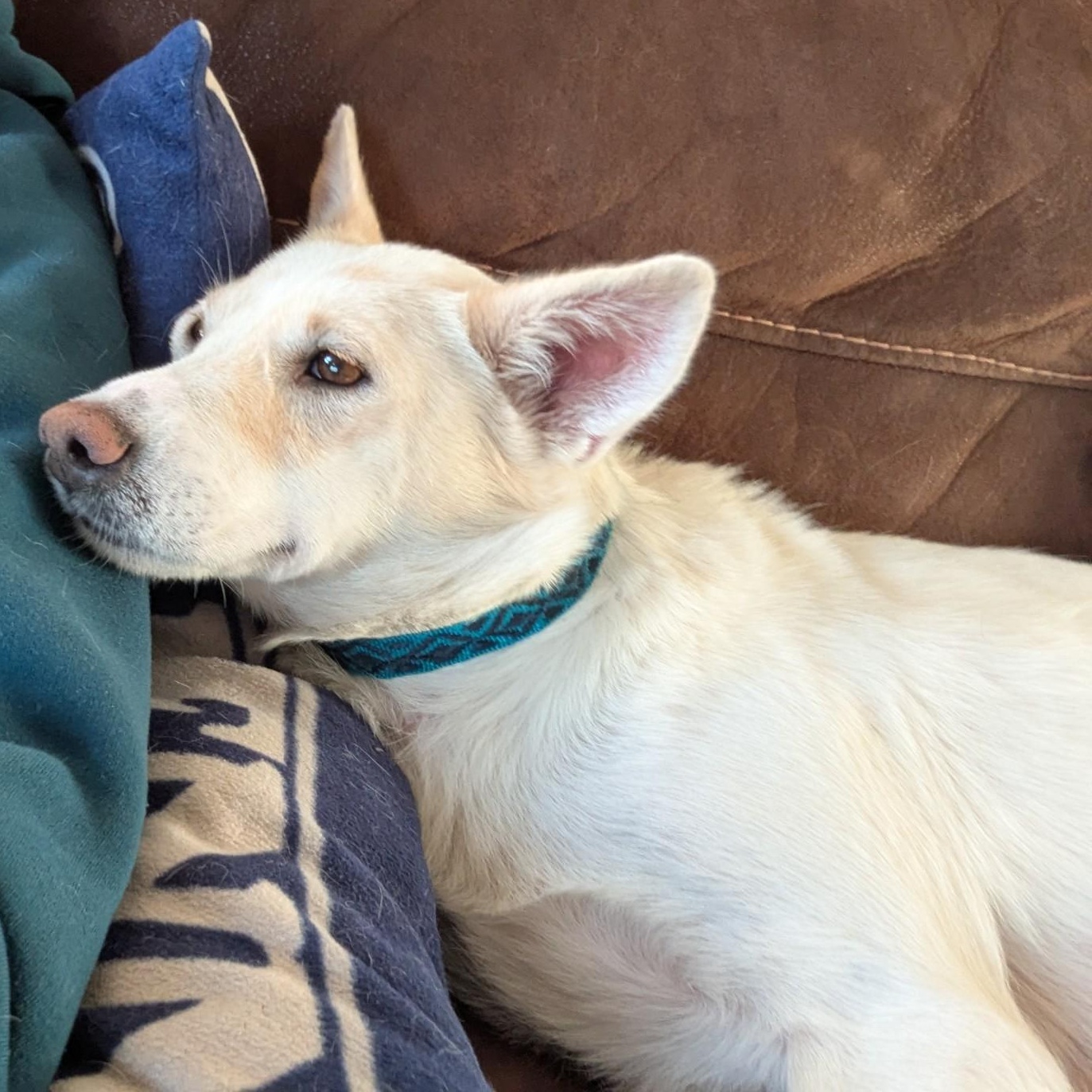 Enlarge Daisy, a Adopted mixed breed in Royersford, PA image 6/6