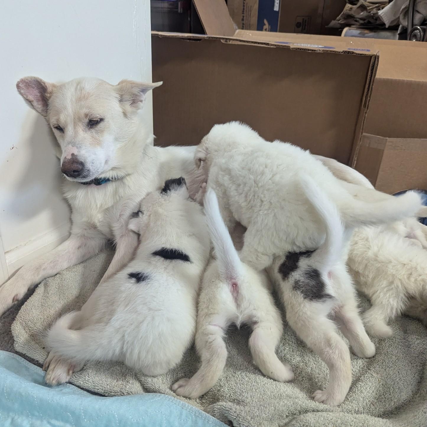 Daisy, Adopted, Young Female Australian Cattle Dog / Blue Heeler.