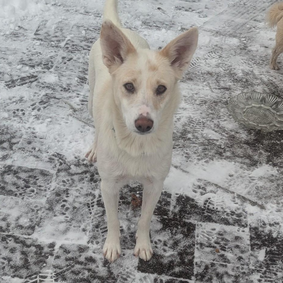 Enlarge Daisy, a Adopted mixed breed in Royersford, PA image 1/6