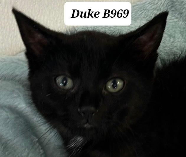 Duke, ADOPTABLE, Kitten Male Domestic Medium Hair.