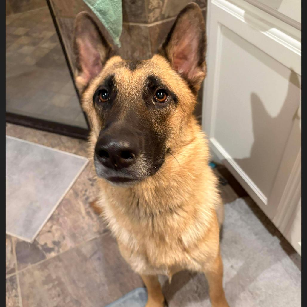 Bailey, Adoptable, Young Male German Shepherd Dog.