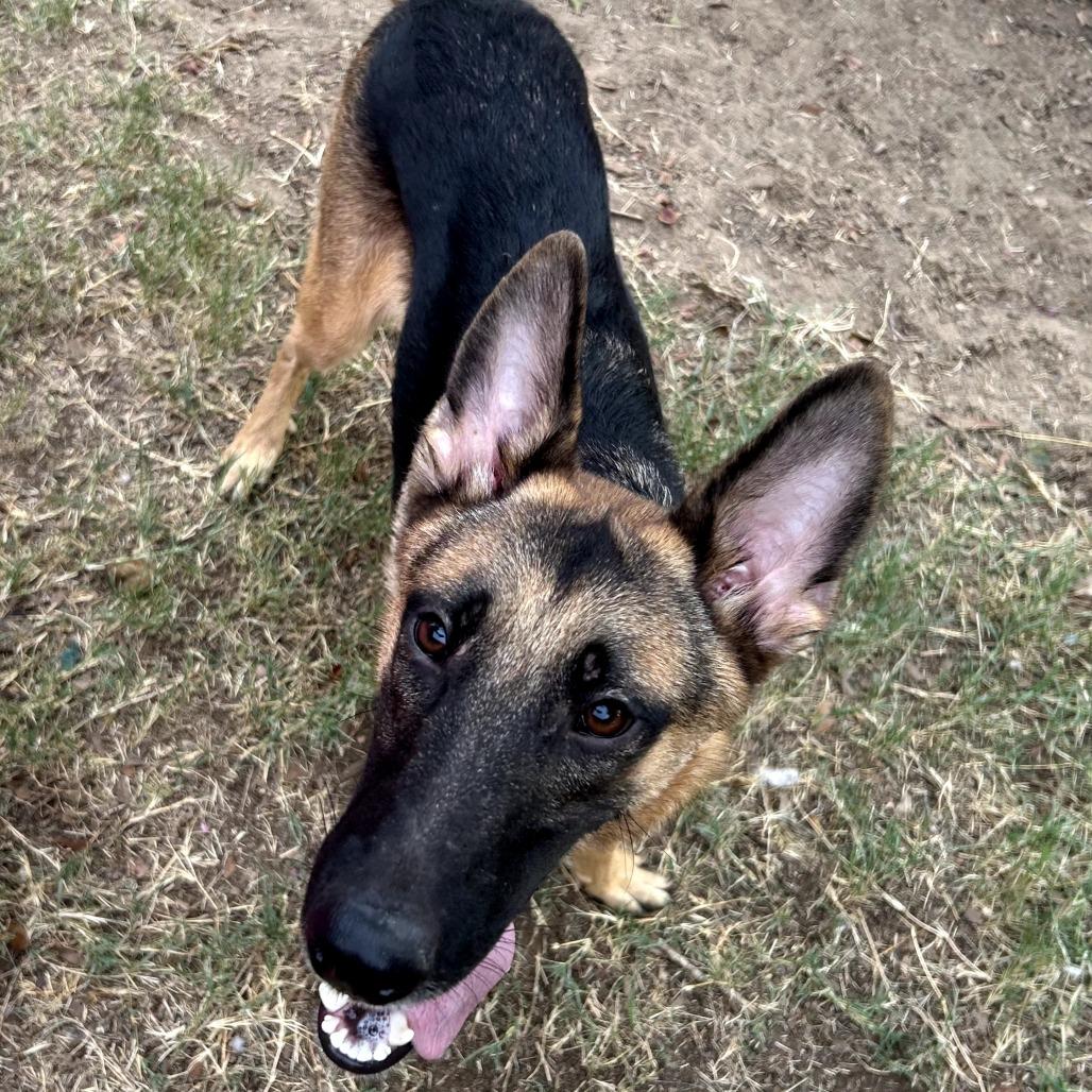 Bailey, Adoptable, Young Male German Shepherd Dog.
