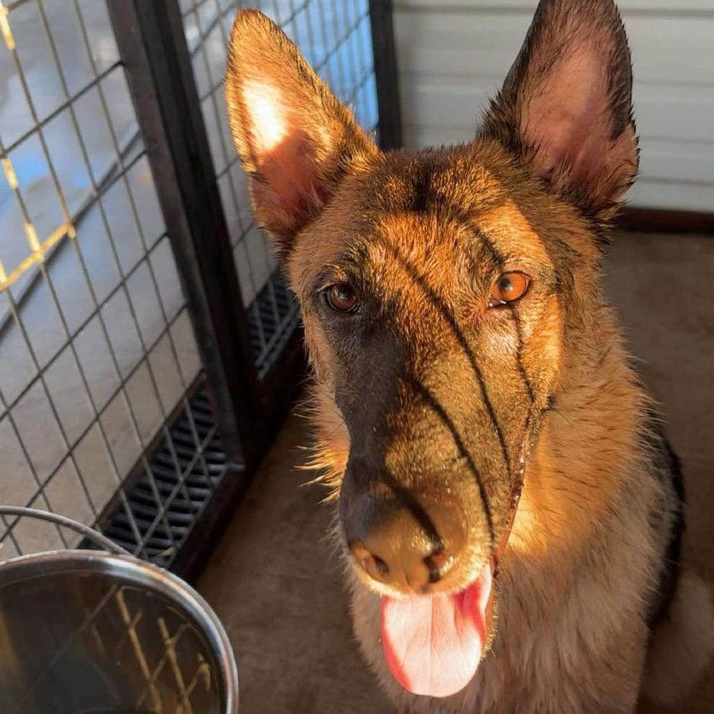 Bailey, Adoptable, Young Male German Shepherd Dog.