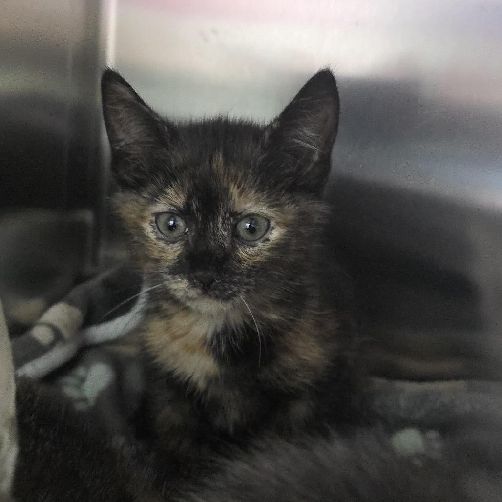 Enlarge Darcy 26-0326, a Adoptable Domestic Short Hair in Yanceyville, NC image 1/1