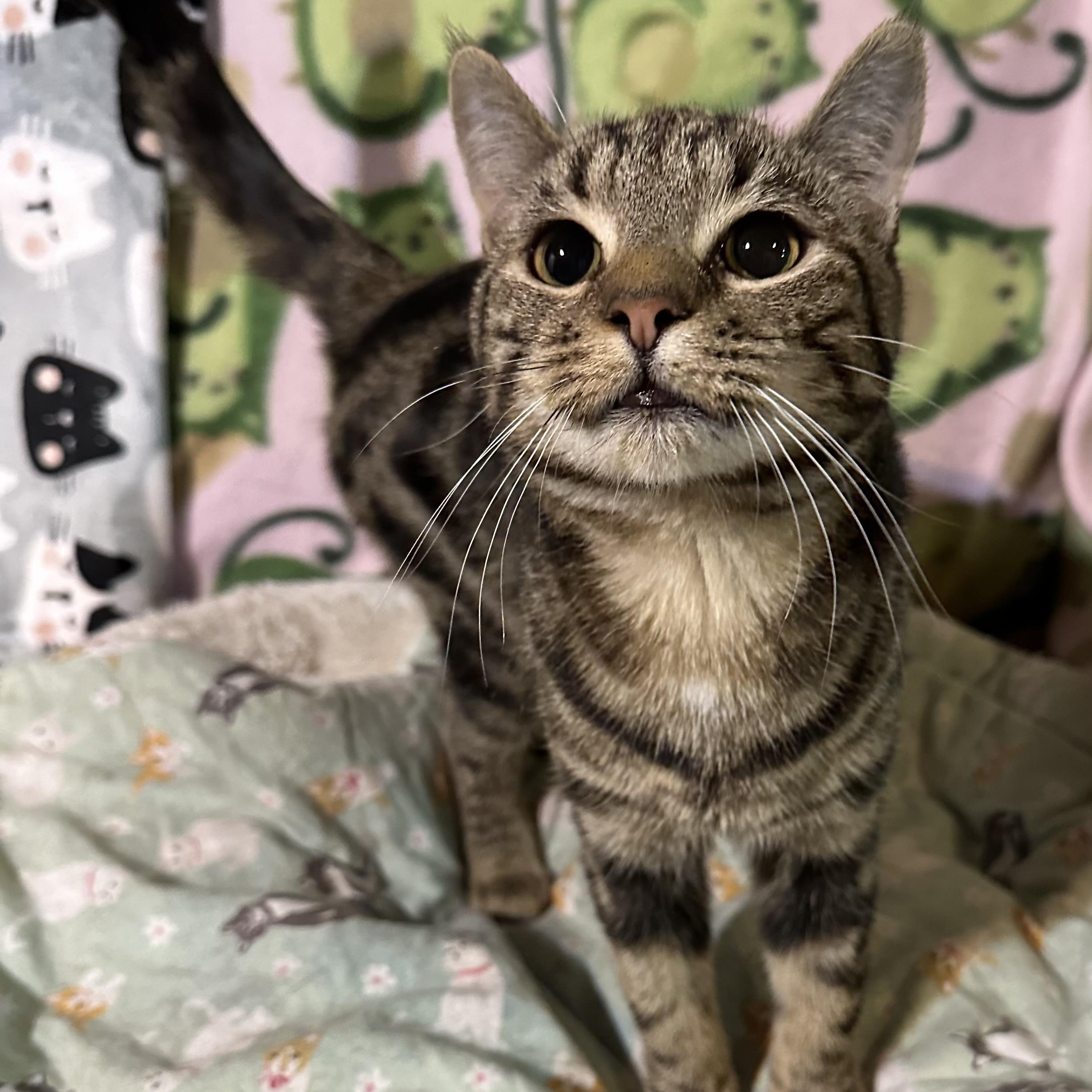 Cocoa Puff, a ADOPTABLE mixed breed in Scranton, PA image 2/3