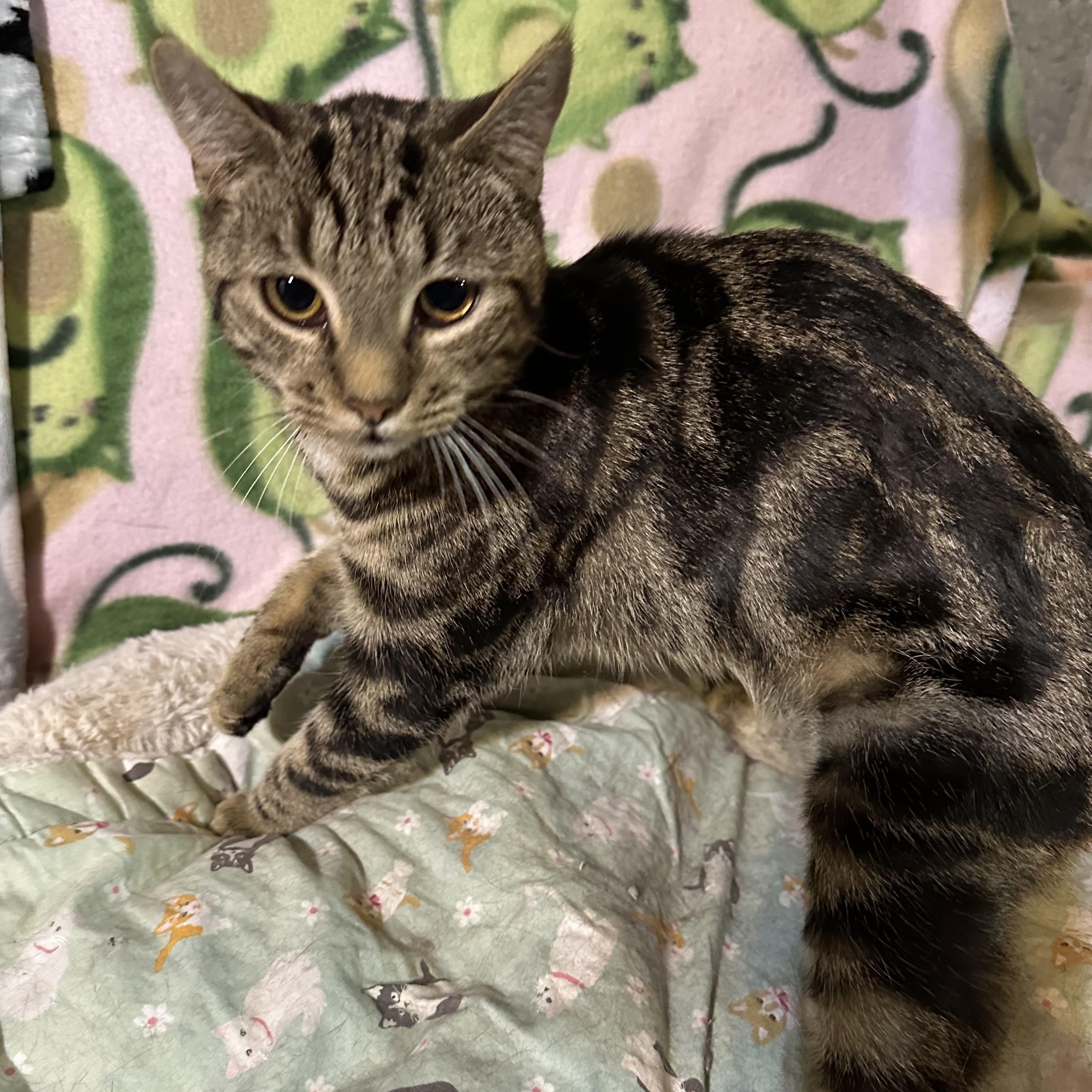 Cocoa Puff, a ADOPTABLE mixed breed in Scranton, PA image 3/3