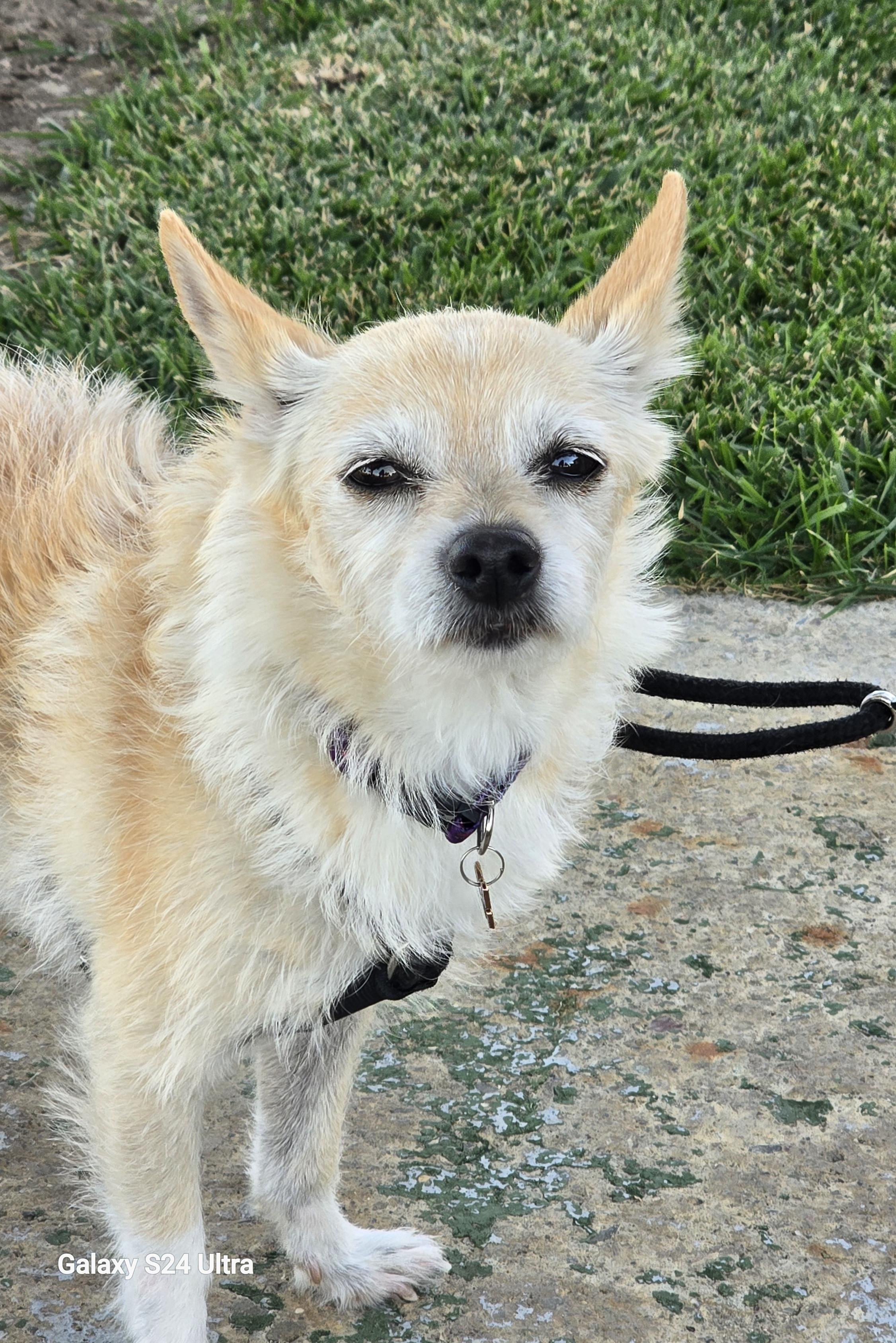 Enlarge Muffin, a Adopted mixed breed in Tracy, CA image 2/4