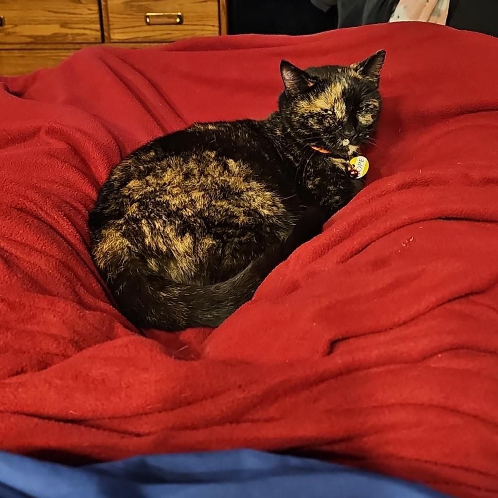 Hope, Adoptable, Senior Female American Shorthair.