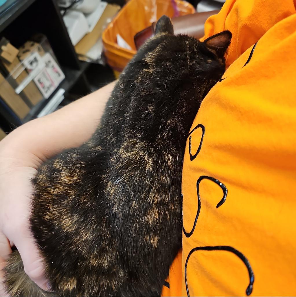 Hope, a Adoptable mixed breed in Milton, FL image 3/6