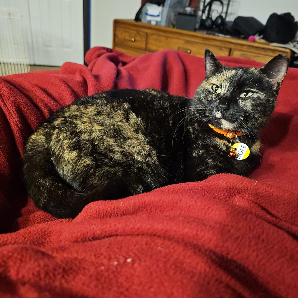 Hope, a Adoptable mixed breed in Milton, FL image 4/6