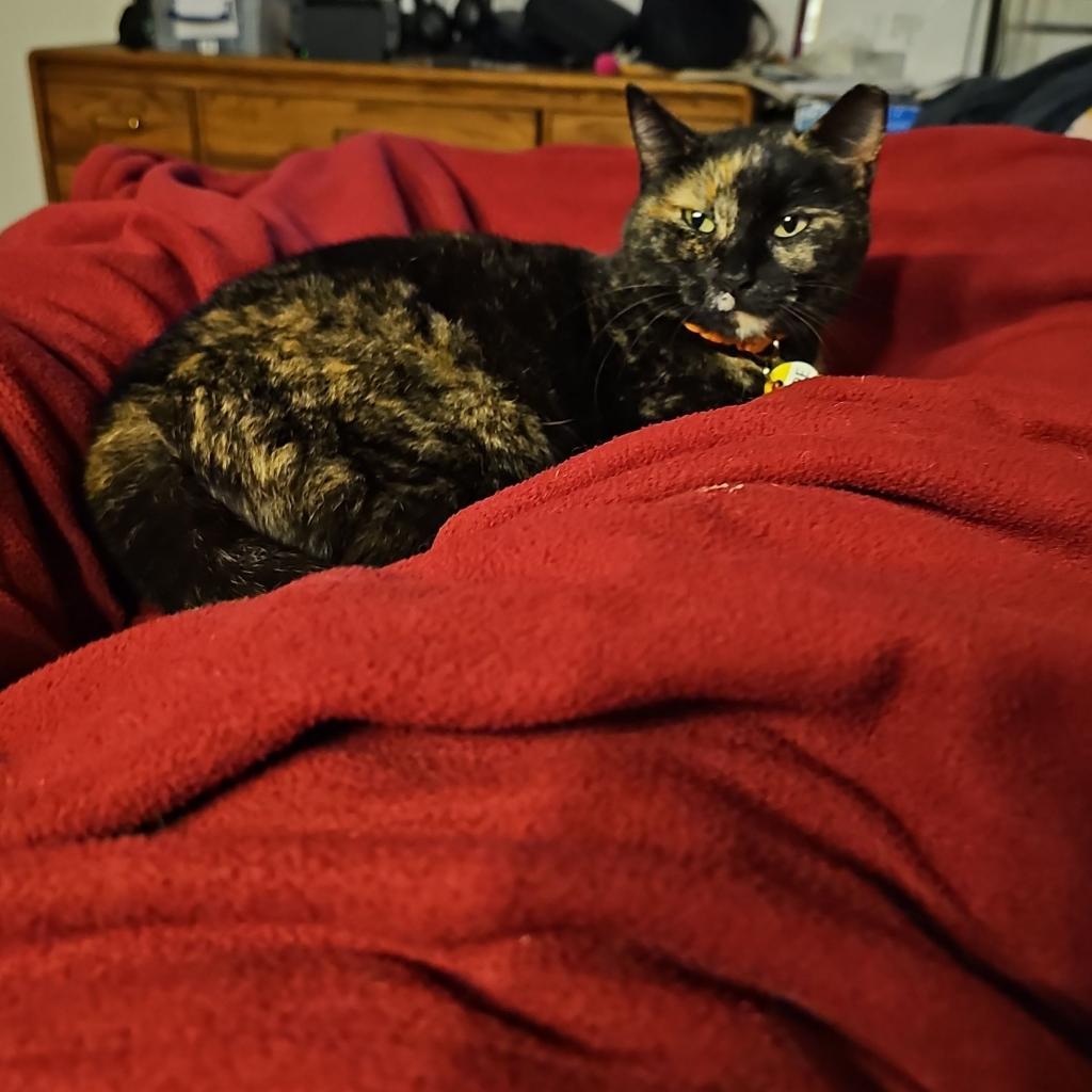 Hope, a Adoptable mixed breed in Milton, FL image 5/6