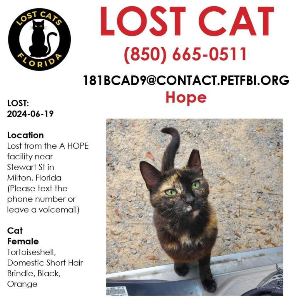 Hope, a Adoptable mixed breed in Milton, FL image 6/6