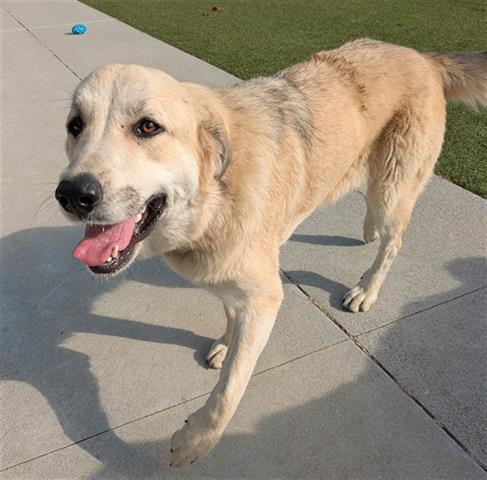 Enlarge FIG, a Adoptable mixed breed in San Martin, CA image 1/1