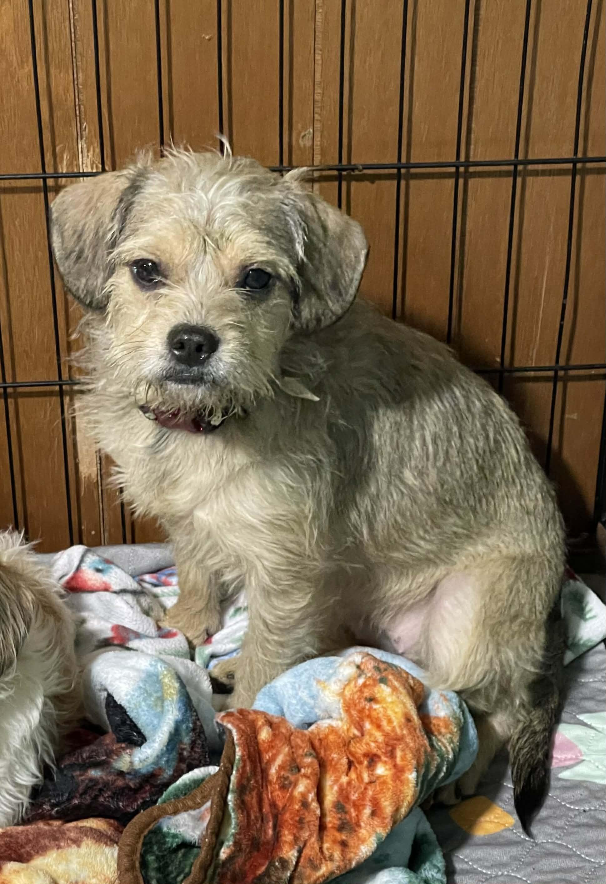 Enlarge Sienna, a Adoptable mixed breed in Leavenworth, KS image 1/6