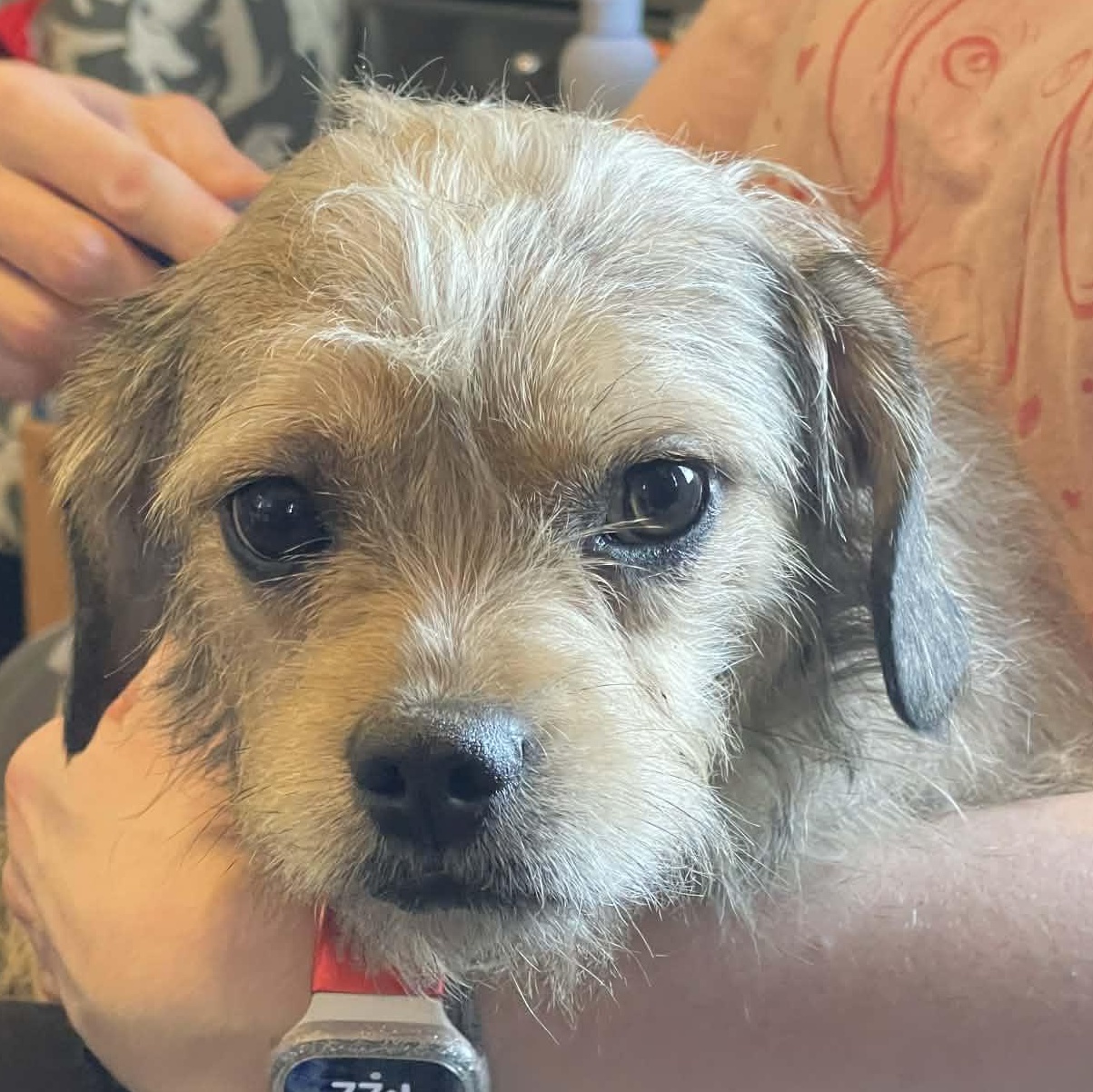 Enlarge Sienna, a Adoptable mixed breed in Leavenworth, KS image 4/6