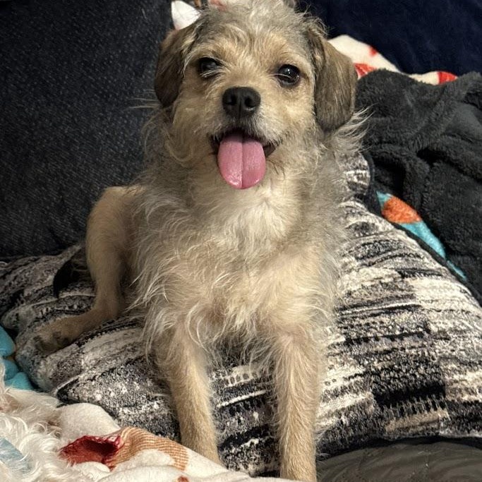 Enlarge Sienna, a Adoptable mixed breed in Leavenworth, KS image 1/6