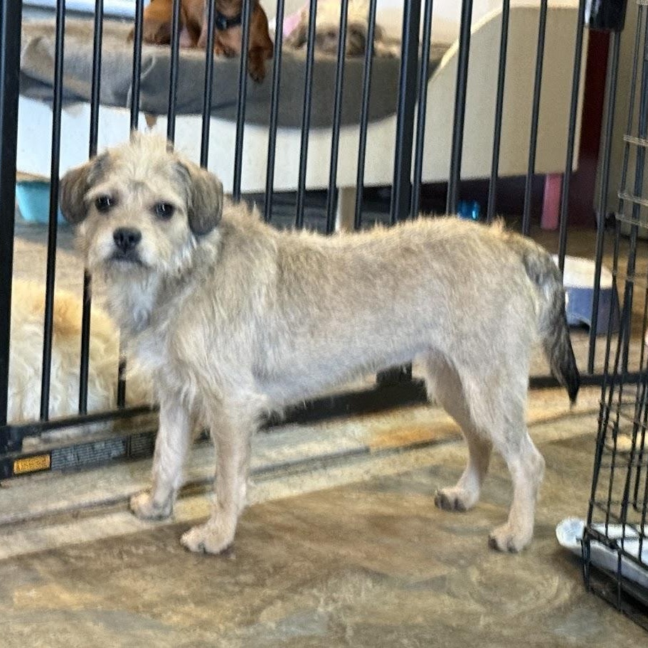 Enlarge Sienna, a Adoptable mixed breed in Leavenworth, KS image 5/6