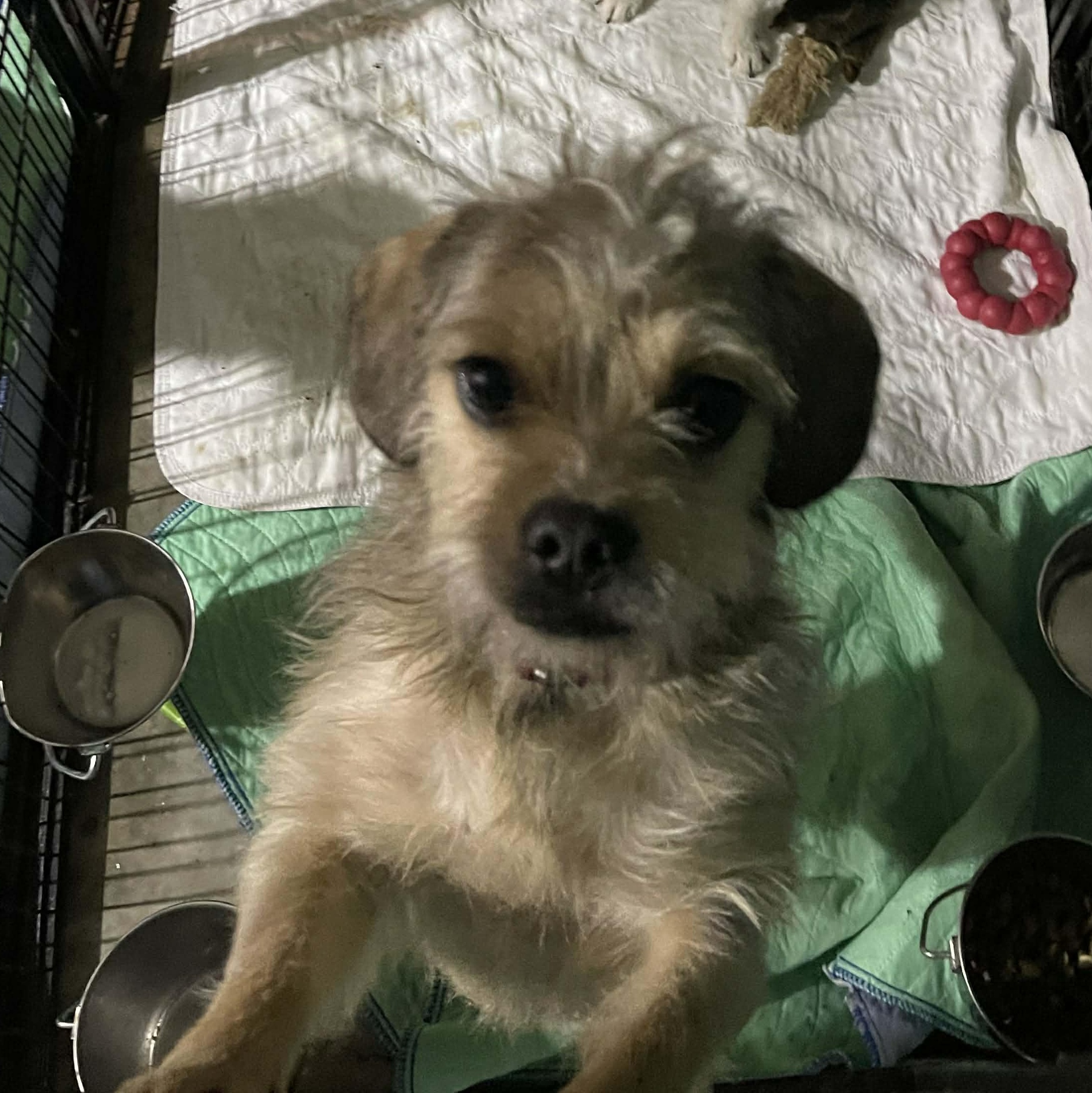 Enlarge Sienna, a Adoptable mixed breed in Leavenworth, KS image 2/6