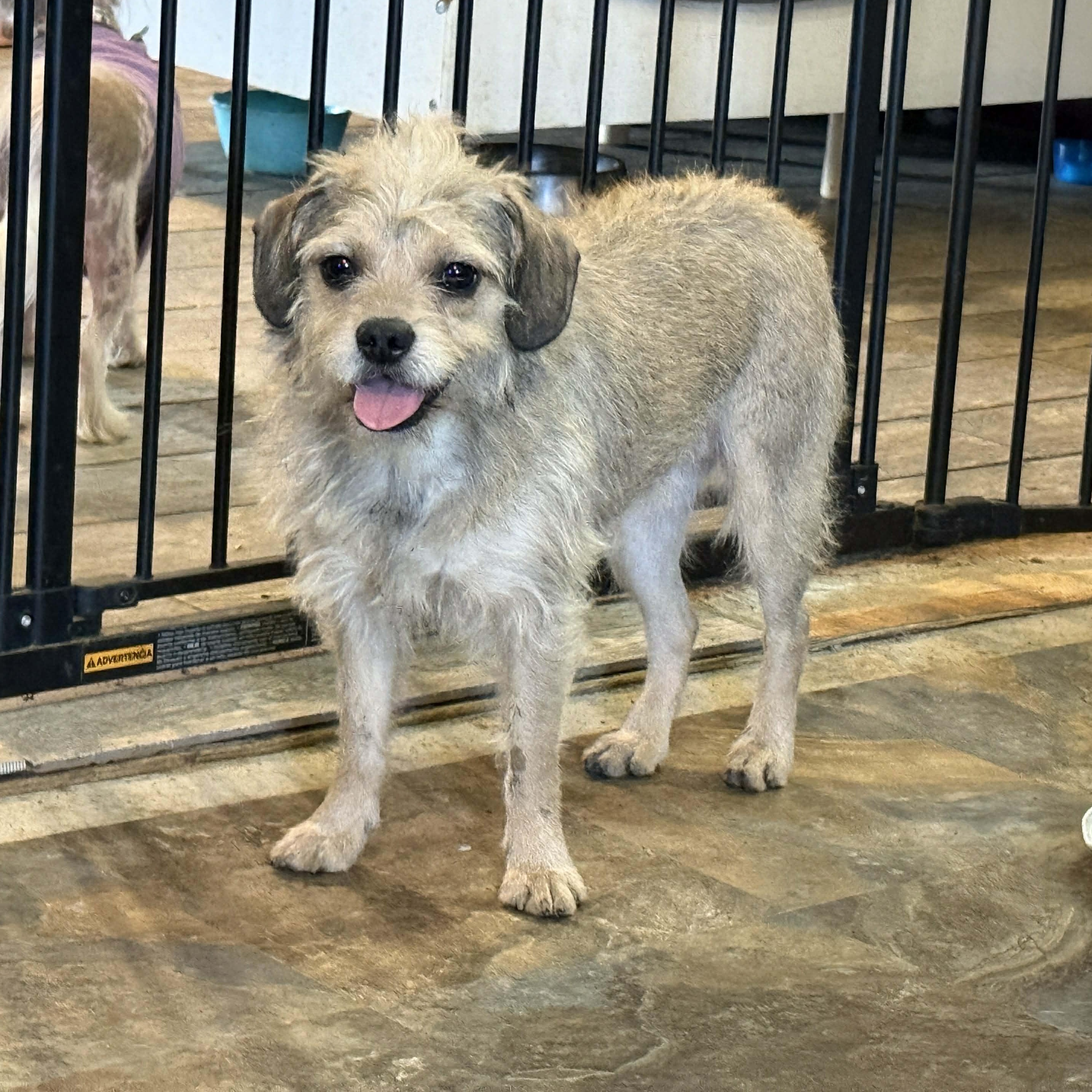 Enlarge Sienna, a Adoptable mixed breed in Leavenworth, KS image 3/6