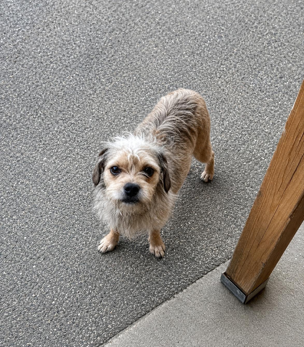 Enlarge Sienna, a Adoptable mixed breed in Leavenworth, KS image 6/6