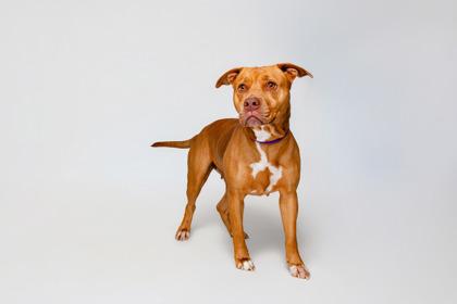 Zula, Adoptable, Adult Female Pit Bull Terrier & Mixed Breed.