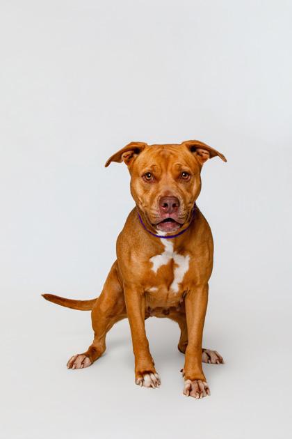 Zula, Adoptable, Adult Female Mixed Breed & Mixed Breed.