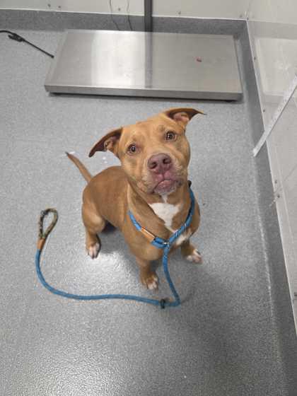 Enlarge Zula, a Adoptable mixed breed in Sevierville, TN image 3/3