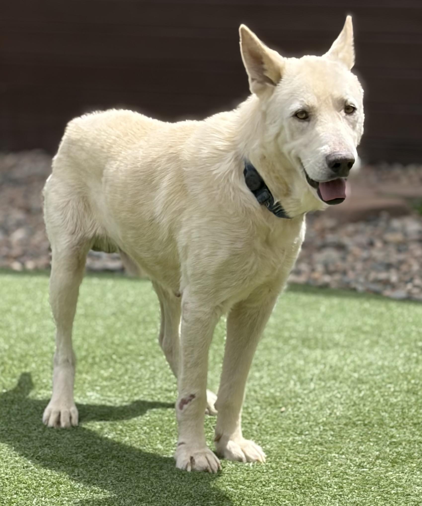 Enlarge Humphrey Bogart, a ADOPTABLE mixed breed in Littleton, CO image 4/6