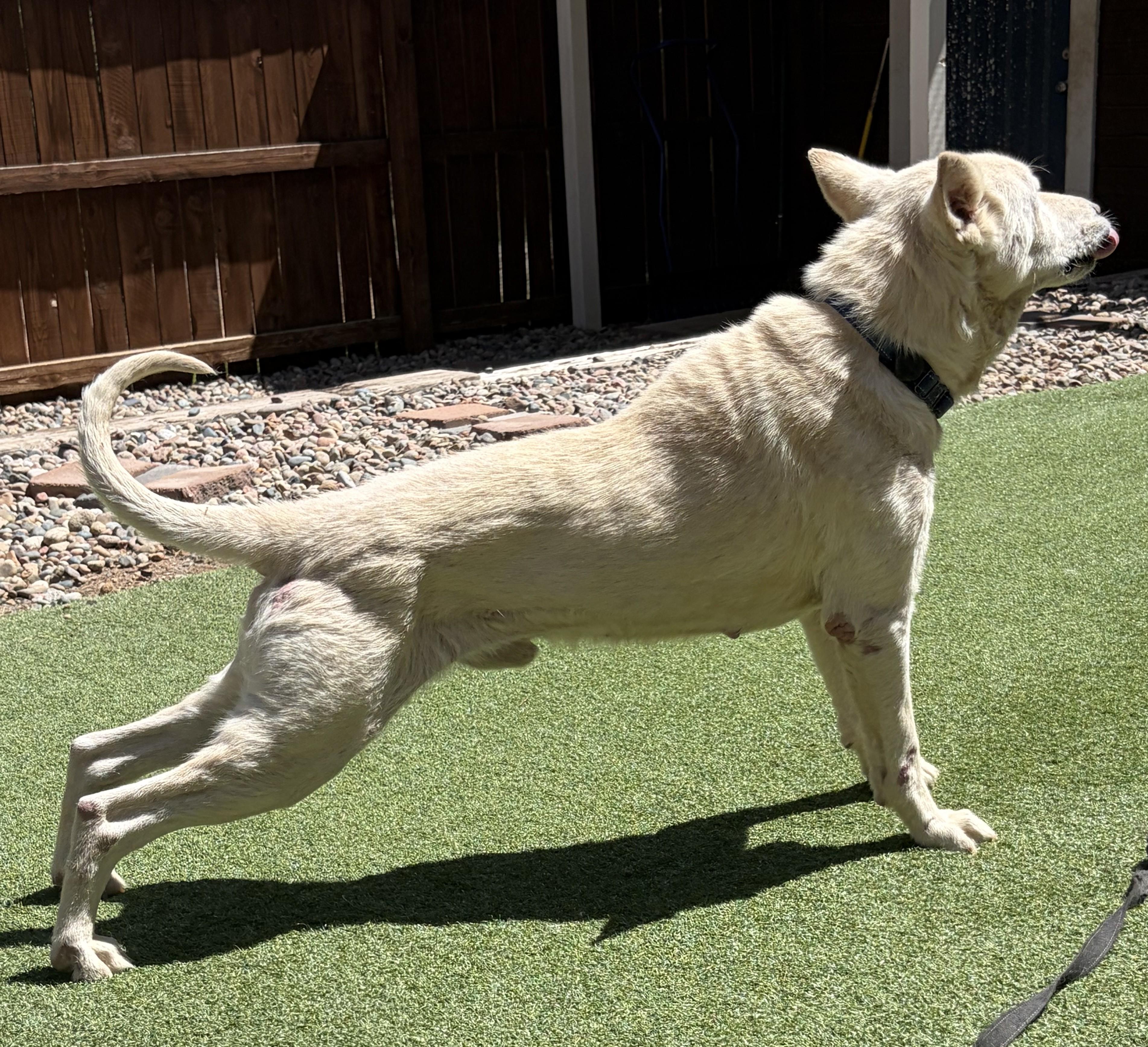 Enlarge Humphrey Bogart, a ADOPTABLE mixed breed in Littleton, CO image 3/6