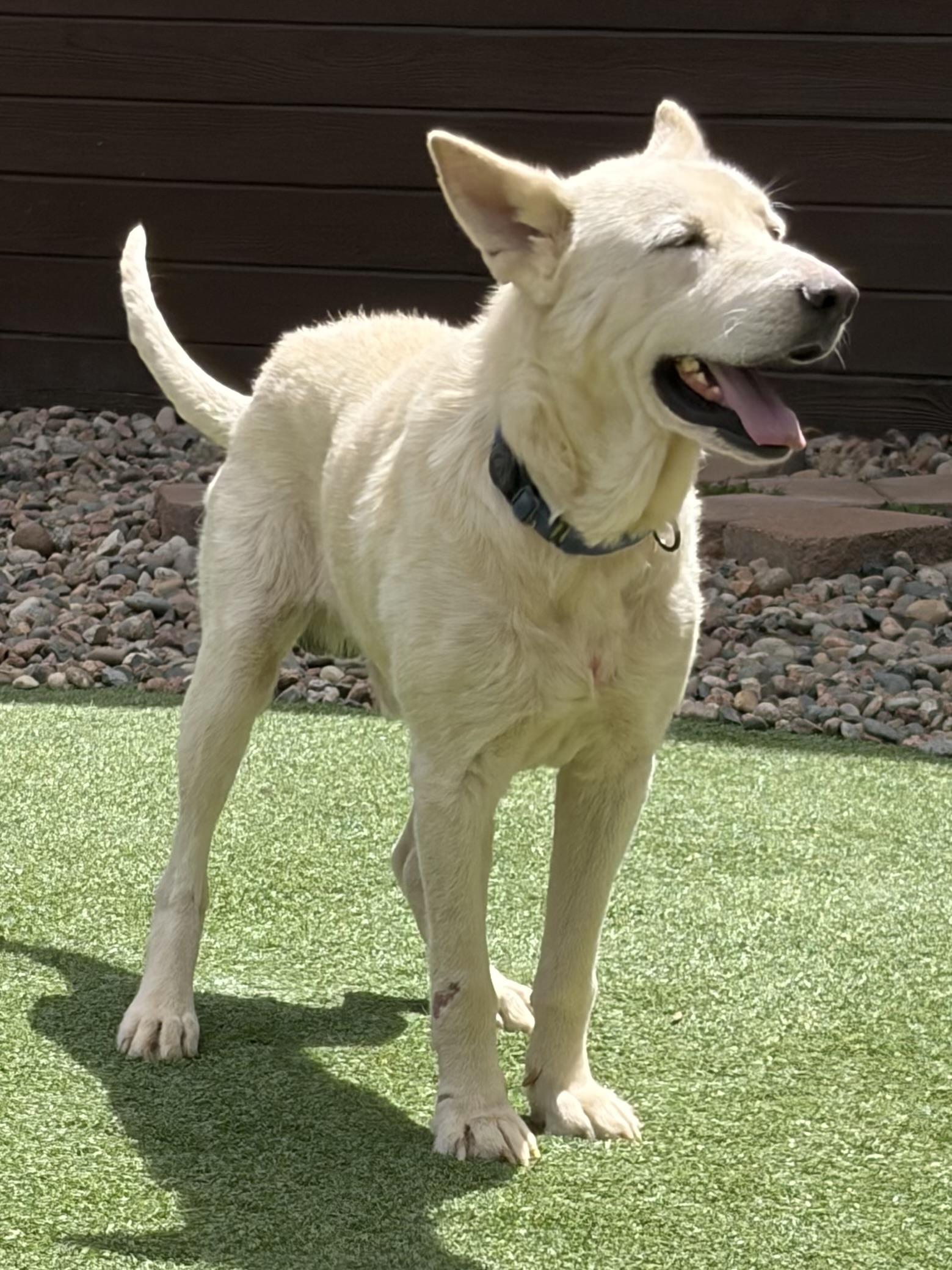Enlarge Humphrey Bogart, a ADOPTABLE mixed breed in Littleton, CO image 5/6