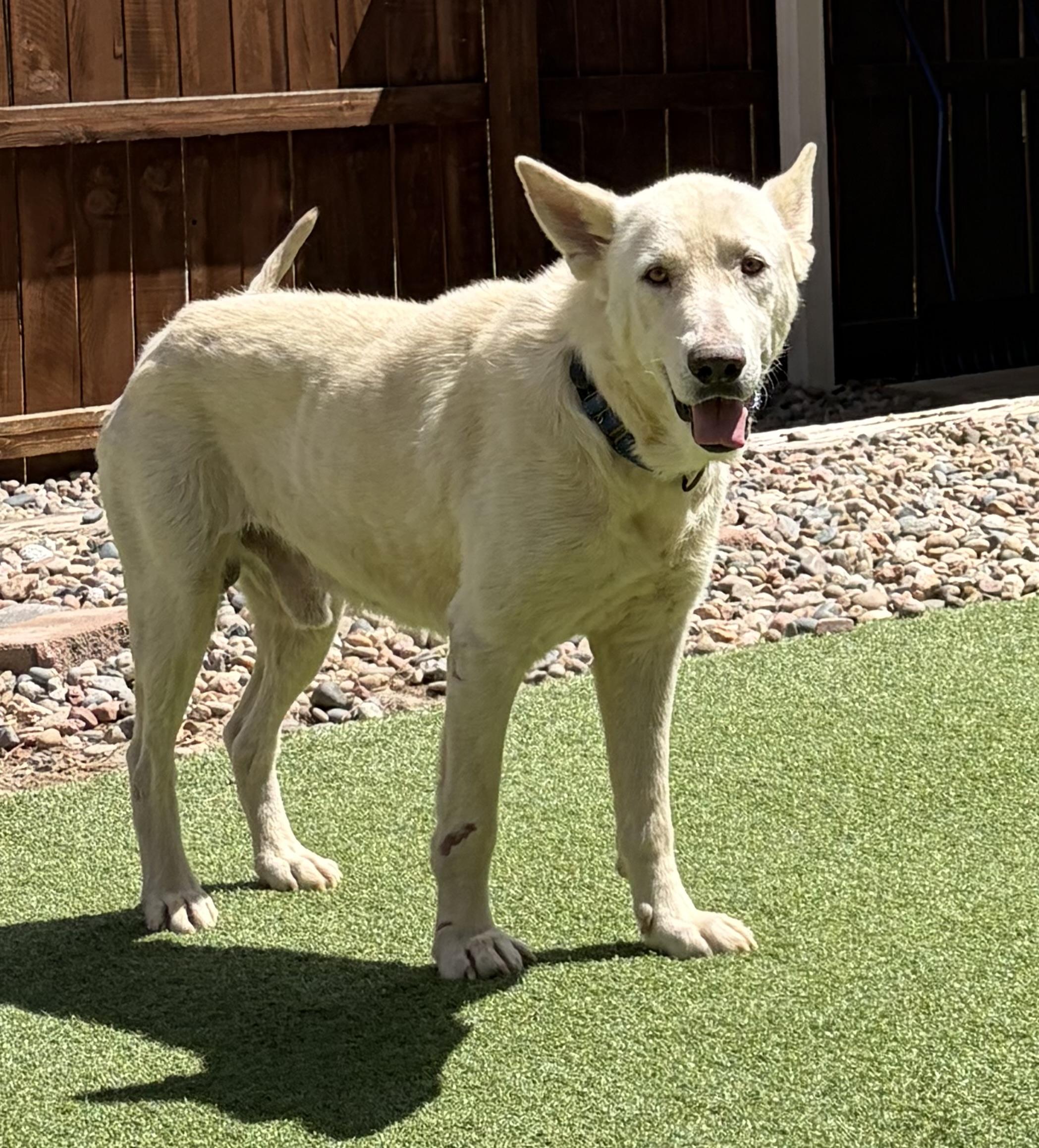 Enlarge Humphrey Bogart, a ADOPTABLE mixed breed in Littleton, CO image 6/6