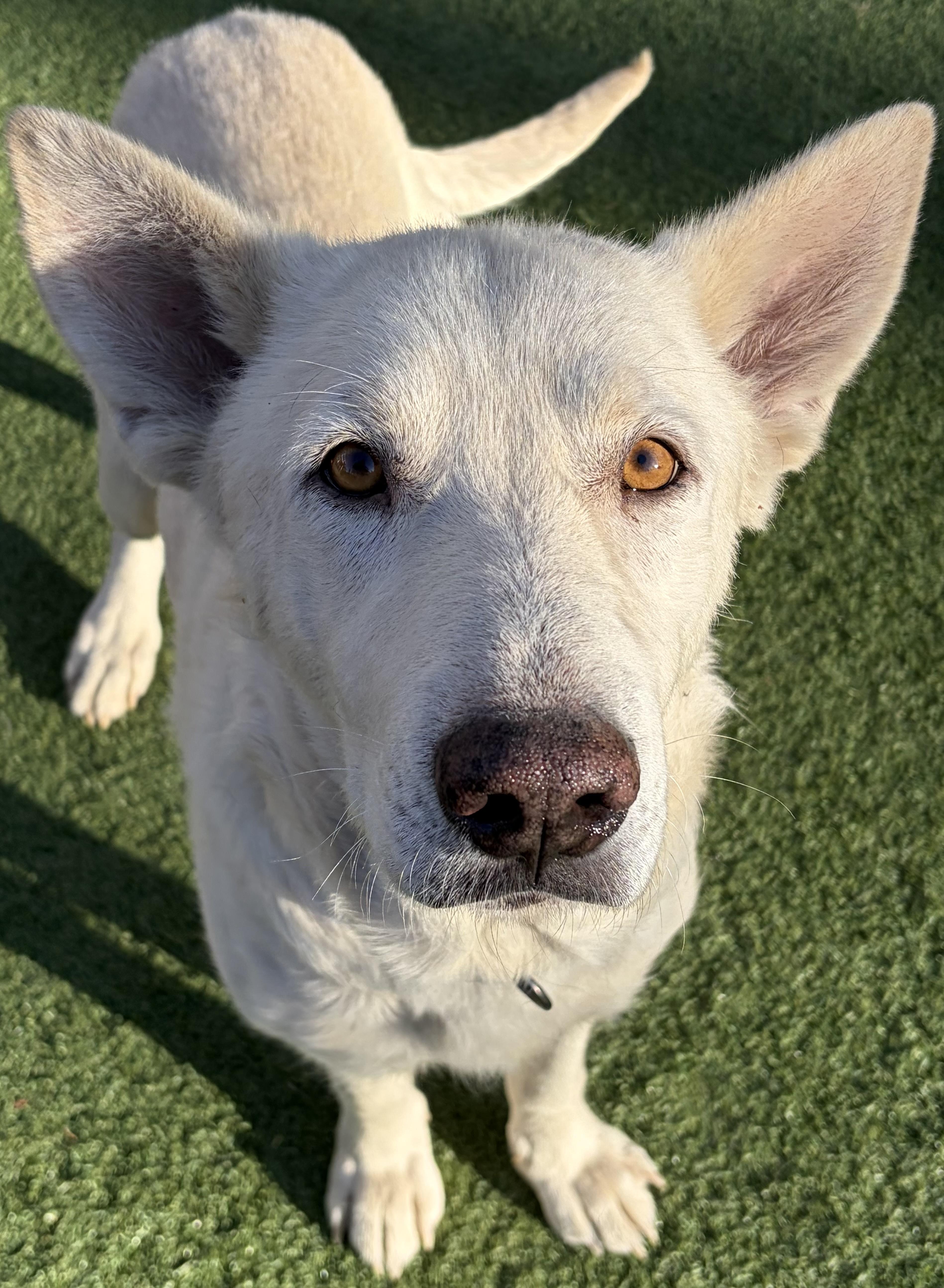 Humphrey Bogart, a ADOPTABLE mixed breed in Littleton, CO image 4/5