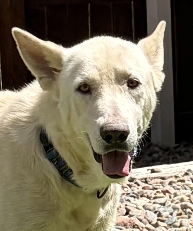 Enlarge Humphrey Bogart, a ADOPTABLE mixed breed in Littleton, CO image 1/6
