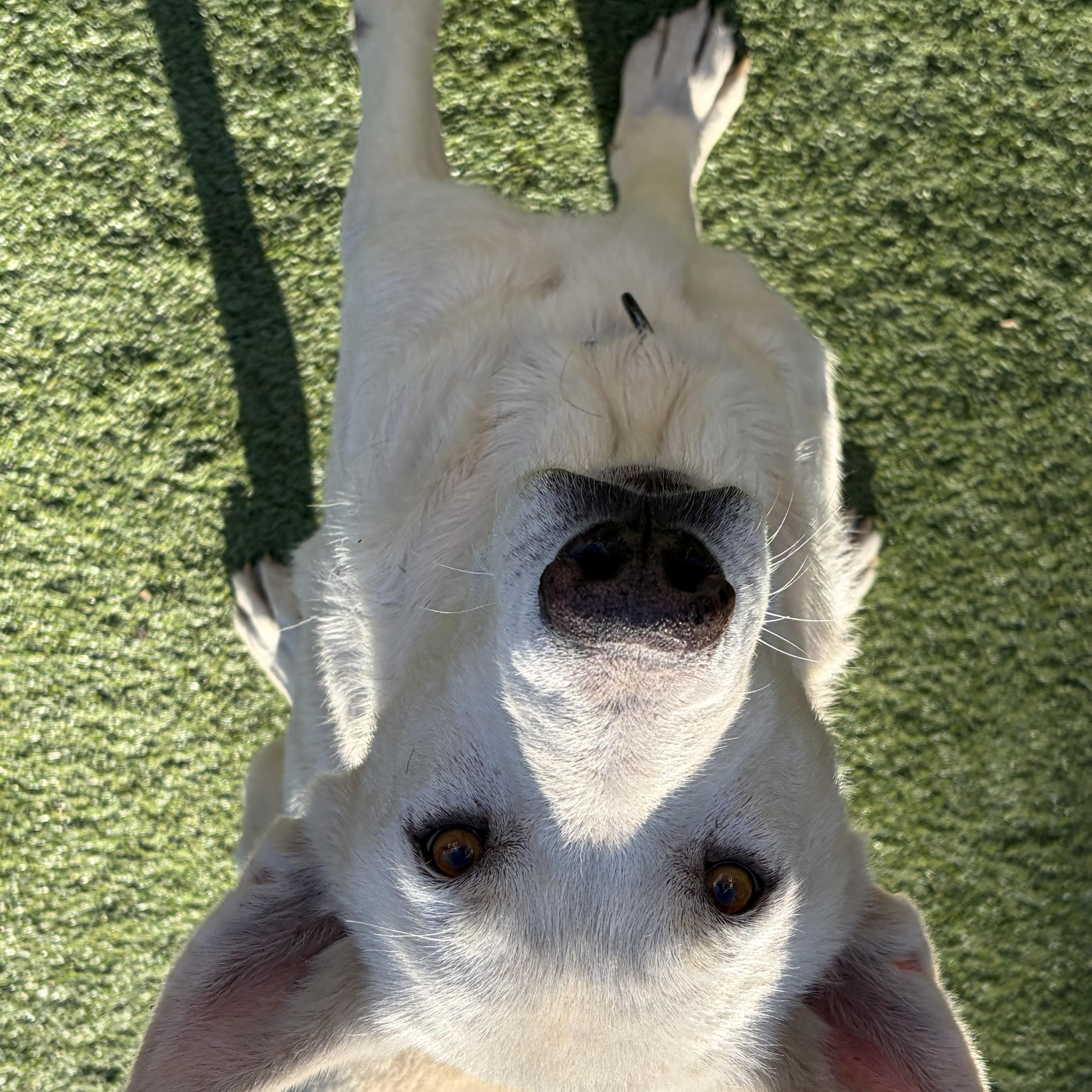 Humphrey Bogart, a ADOPTABLE mixed breed in Littleton, CO image 5/5
