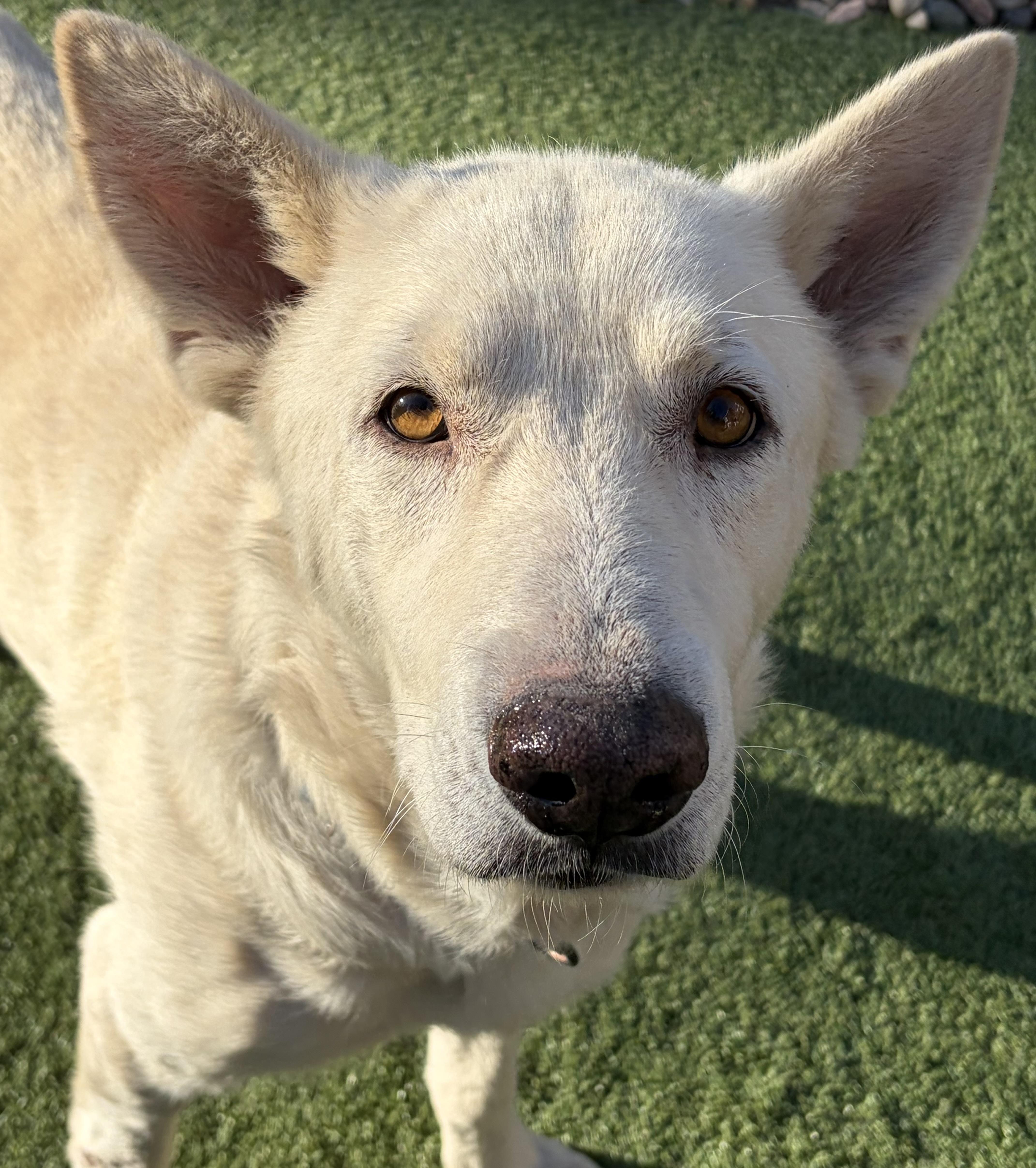 Humphrey Bogart, a ADOPTABLE mixed breed in Littleton, CO image 1/5
