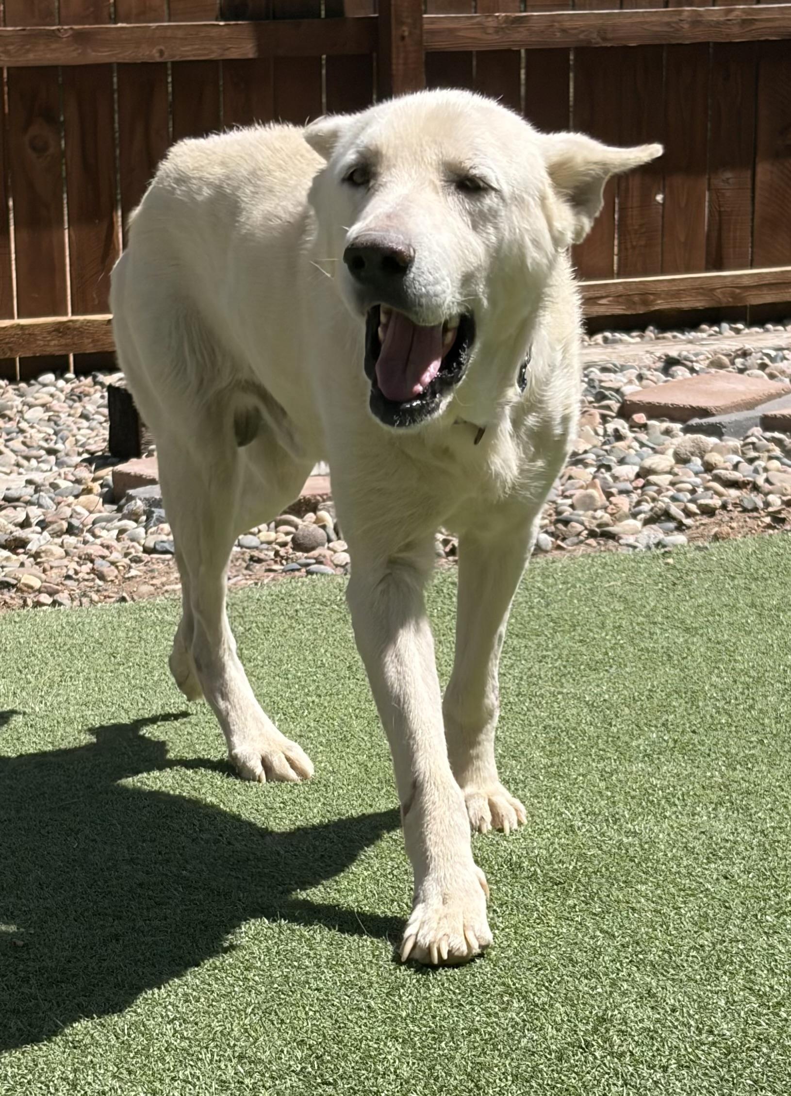 Enlarge Humphrey Bogart, a ADOPTABLE mixed breed in Littleton, CO image 2/6