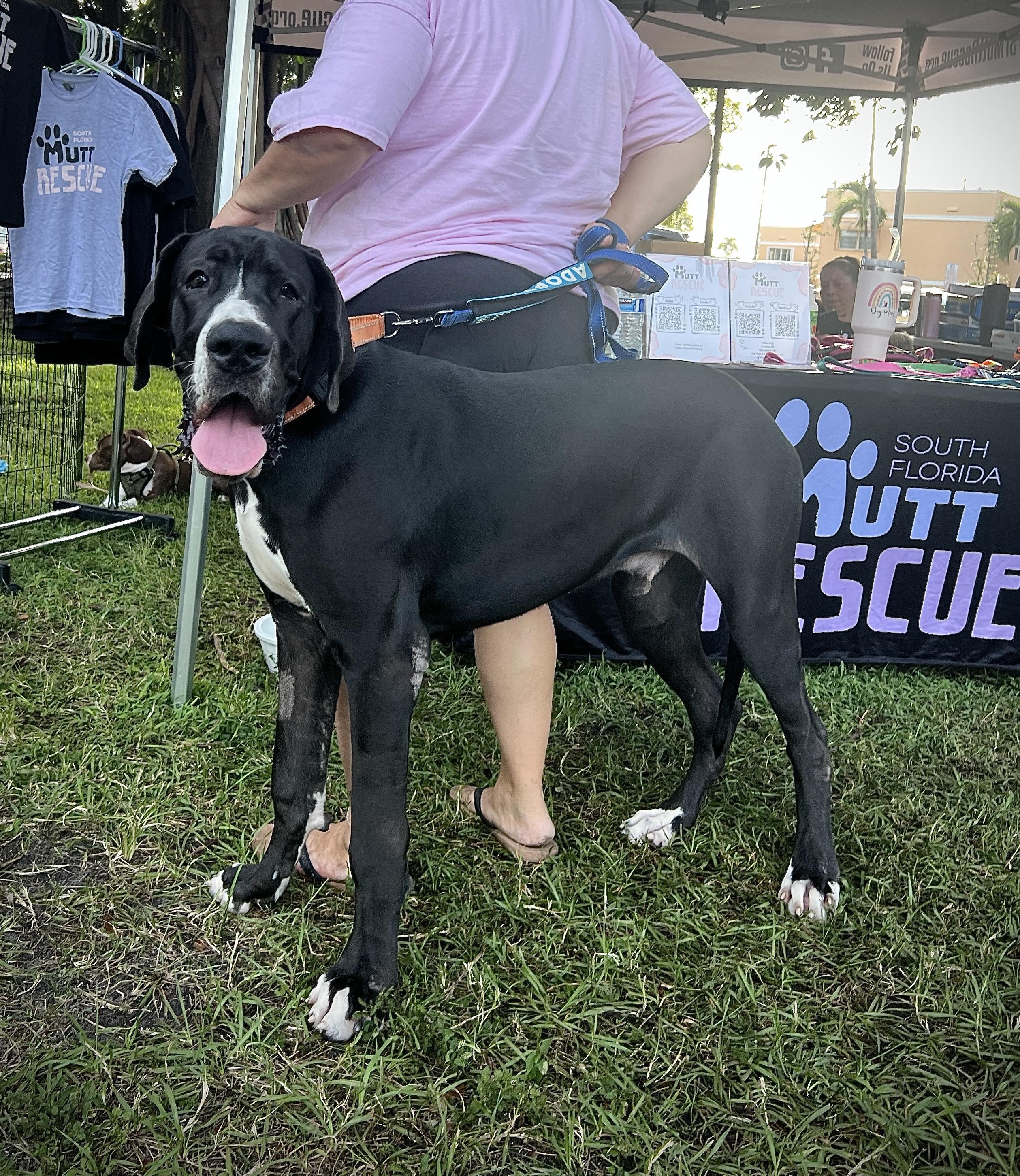 Enlarge Kash, a Adoptable Great Dane in Palm springs, FL image 1/2